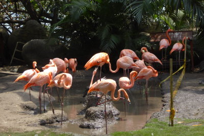 Flamingos in Cartagena, Colombia