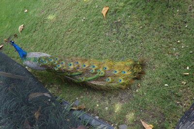 Peacock in Cartagena, Colombia