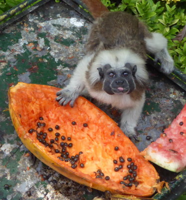 Marmoset in Cartagena, Colombia