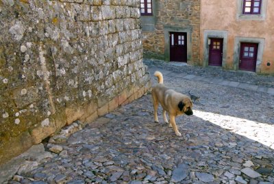 Um cachorro (dog) and um gatinho (kitten) in Castelo Rodrigo, Portugal