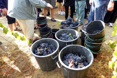 Fruits of the harvest at Avessada Winery