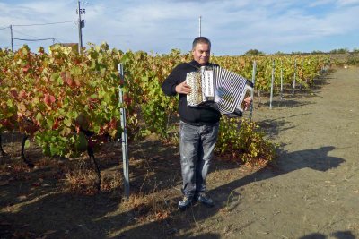 Entertainment for fruit pickers at Avessada Winery