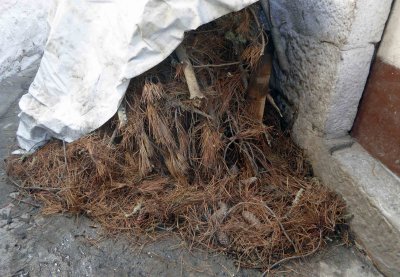 'Four Corners Bread' is baked using pine for the fire