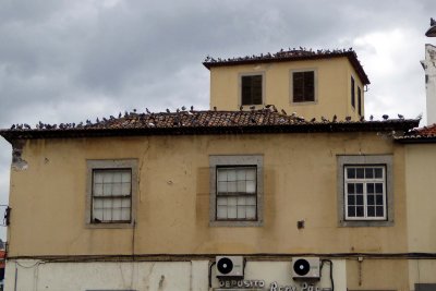 Birds on a roof on Madeira Island, Portugal