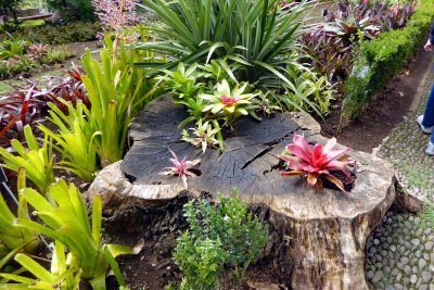 Bromelia at the Botanical Garden of Madeira