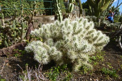 Interesting cactus in the Botanical Garden of Madeira