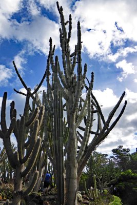 Peruvian apple cactus in the Botanical Garden of Madeira