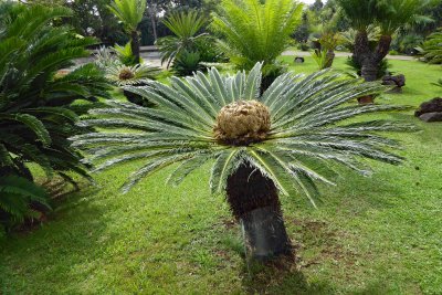 Cycas revoluta in the Botanical Garden of Madeira