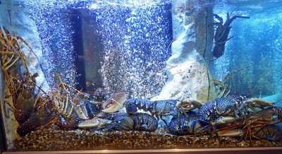 Blue Lobsters at Solar dos Presuntos Restaurant in Lisbon