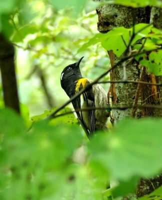 Stitchbird 2.jpg