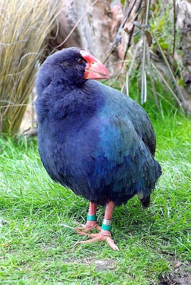 Takahe 3 Hamilton