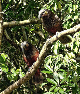 2 Kakas  Zealandia.jpg