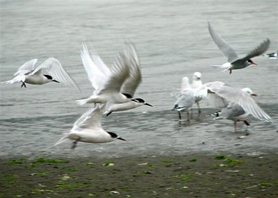 2 Tern species.jpg