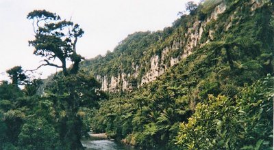 Close to Fox Glacier.jpg