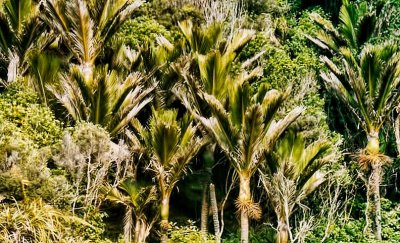 Nikau Bush.jpg