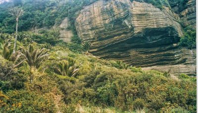 Nikau Palms & Large Rock.jpg