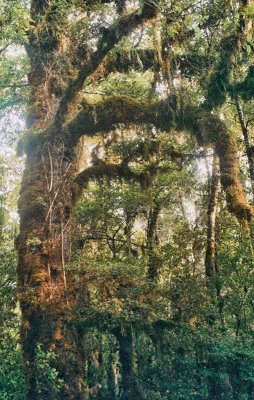 NZ Rainforest tree.jpg