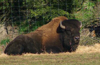 American Bison resting.jpg