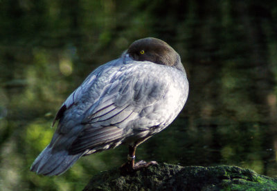 Blue Duck in 2017.jpg