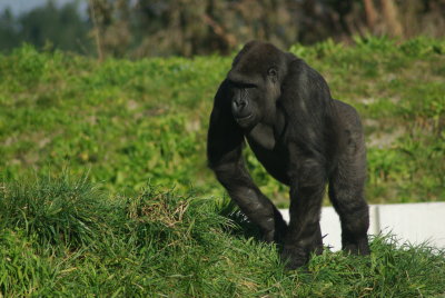 Gorilla out for a stroll.jpg