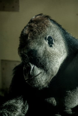 Gorilla close-up.jpg