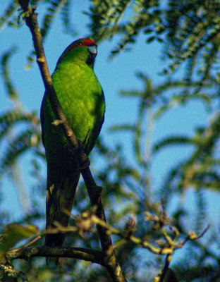 Red-Crowned Parakeet on branch.jpg