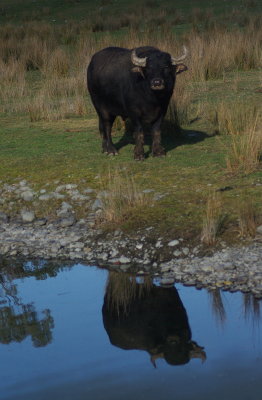 water buffalo.JPG