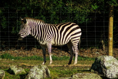 Zebra lunch.jpg
