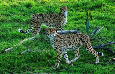 Cheetahs watching.jpg