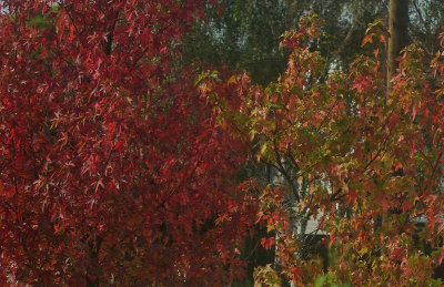 Autumn maples.jpg