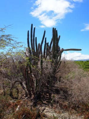 Cerca De La Desembocadura Del Rio Yaque Del Sur En Barahona, Rep. Dom.