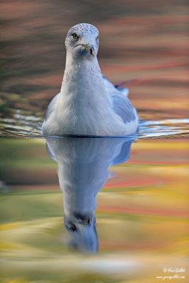 Goéland à bec cerclé - Ring-Billed Gull - 5 photos