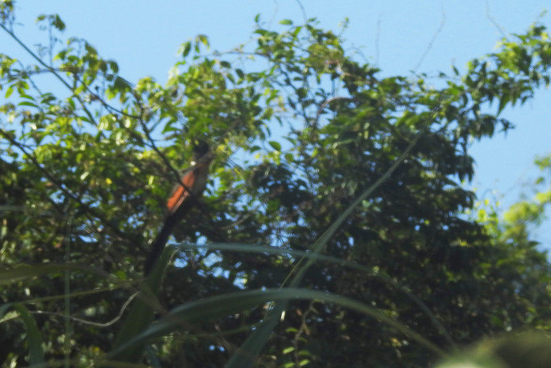 Chestnut-winged Cuckoo. Clamator coromandus. Rdvingad skatgk