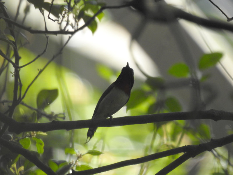 Fork-tailed Sunbird. Aethopyga christinae. Saxstjrtad solfgel