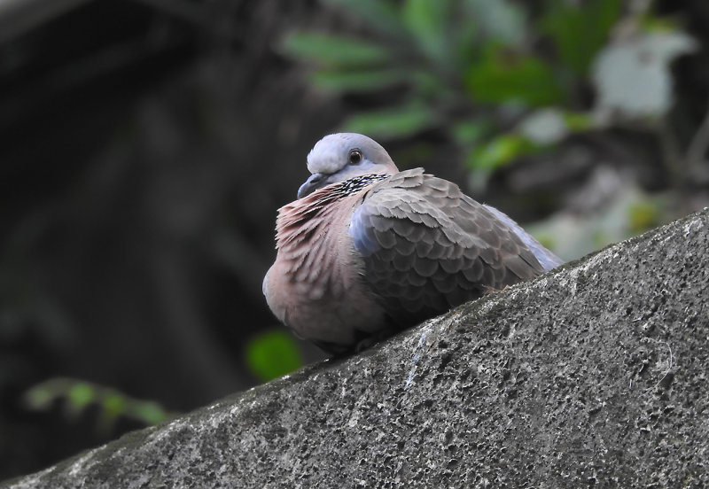 Spotted Dove. Spilopelia chinensis. Prlhalsduva