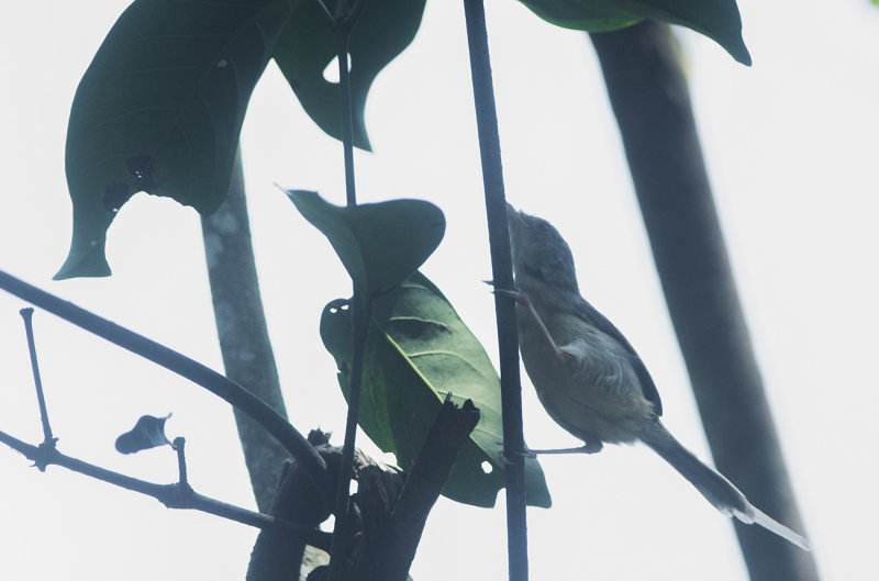 Common Tailorbird. Orthotomus sutorius. Lngstjrtad skrddarfgel