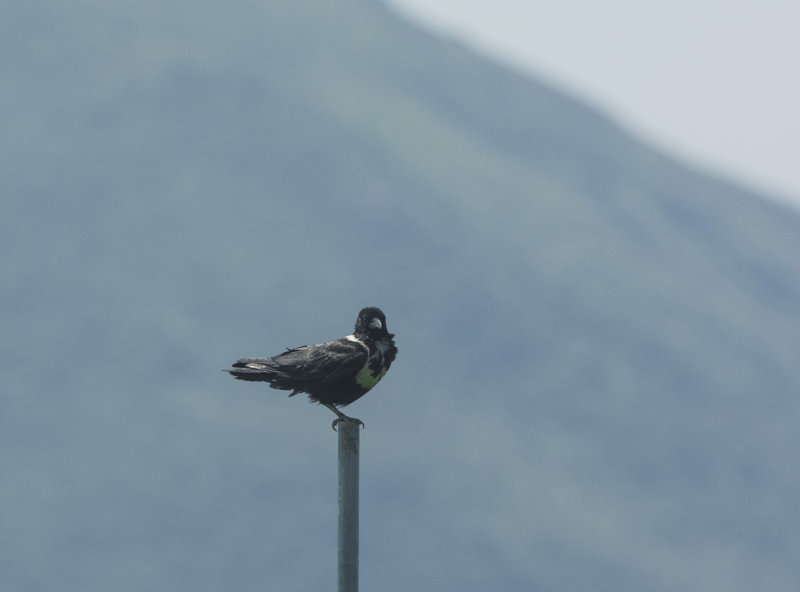 Collared Crow. Corvus torquatus. Halsbandskrka