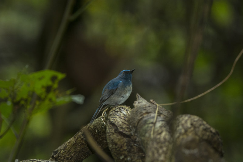 hainan blue flycather - Koboltflugsnappare