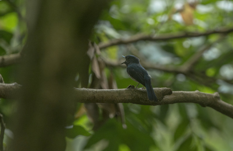 Hainan Blue Flycatcher. Cyornis hainanus. Koboltflugsnappare, Tai Po Kau