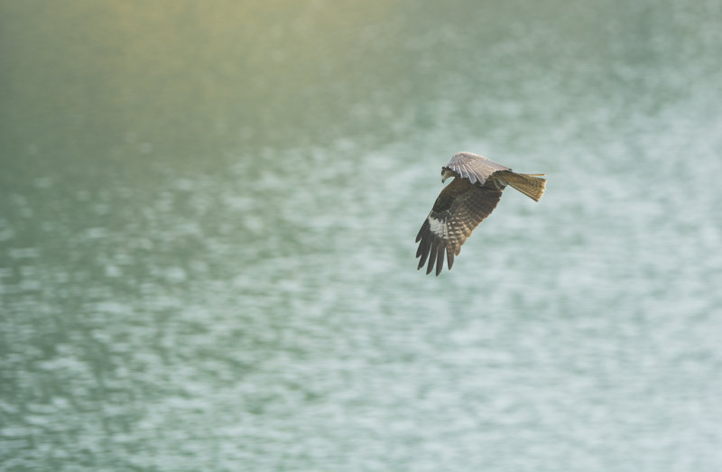 black-eared kite, Milvus migrans lineatus, brun glada. Shin Mun 