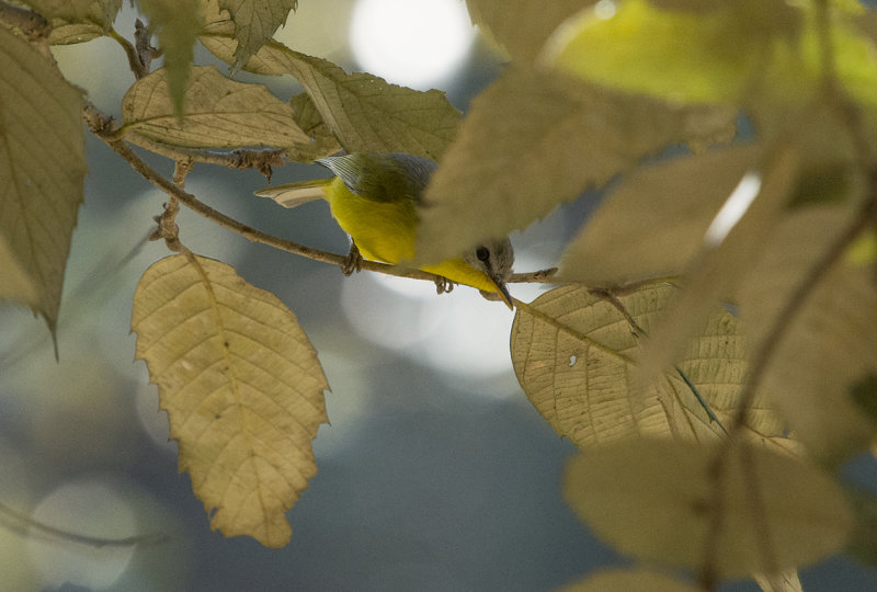 grey-hooded warbler, phylloscopus xanthoschistos, grhuvad sngare