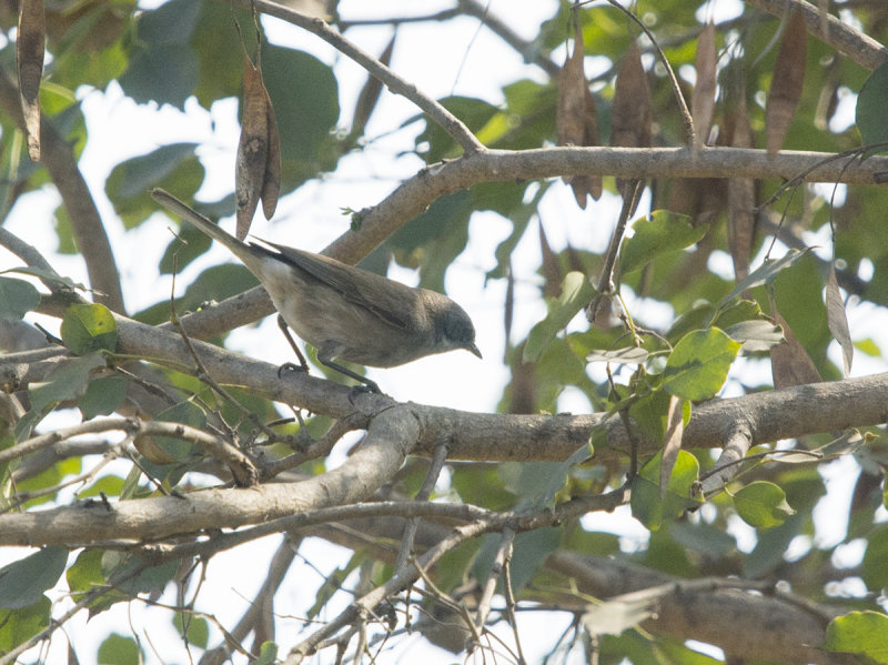 lesser whitethroat, sylvia curruca, ökenärtsångare, Dehli