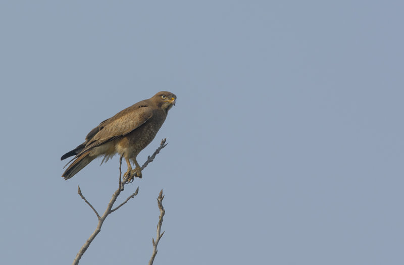 white eyed buzzard, butastur teesa, vitögd vråk, Dehli