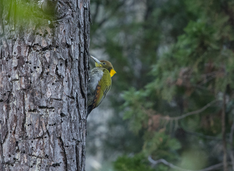 greater yellownape, chrysophlegma flavinucha, Gulnackad grnspett