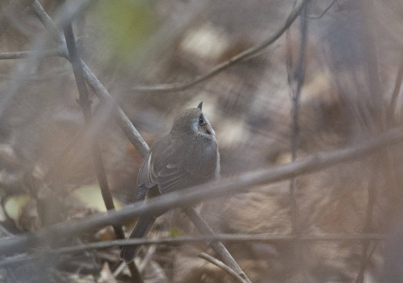 grey bushchat, saxicola ferreus, grå buskskvätta