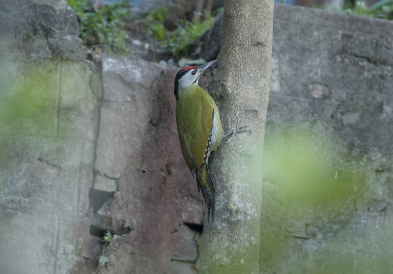 Grey-headed Woodpecker, picus canus sanguiniceps, gråspett