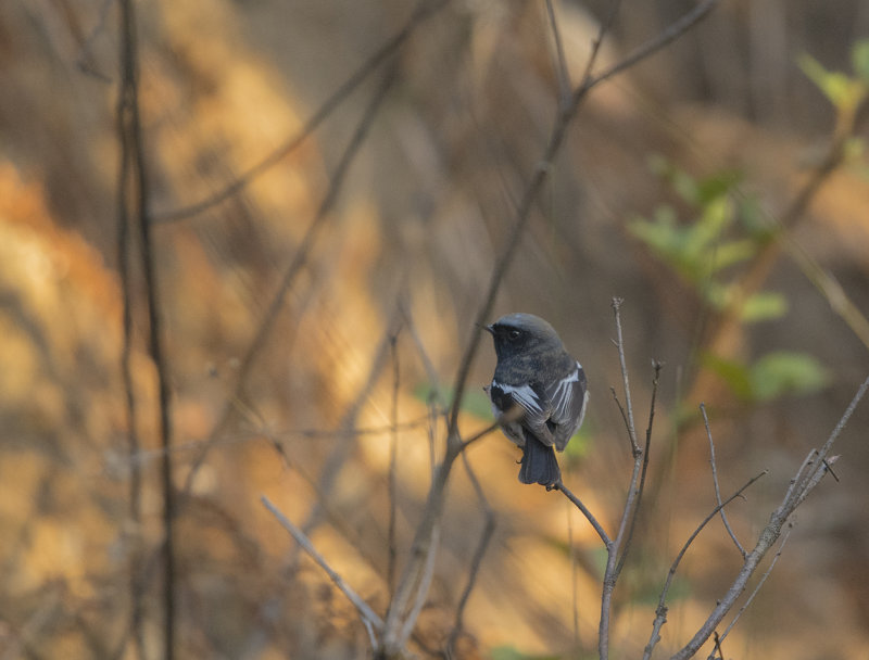 blue-capped redstart, phoenicurus coeruleocephala, blhtta