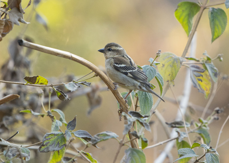 russet sparrow, passer cinnamomeus, kanelsparv