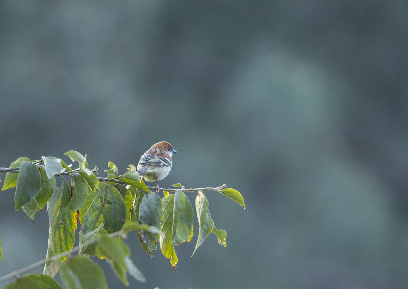 russet sparrow, passer cinnamomeus, kanelsparv