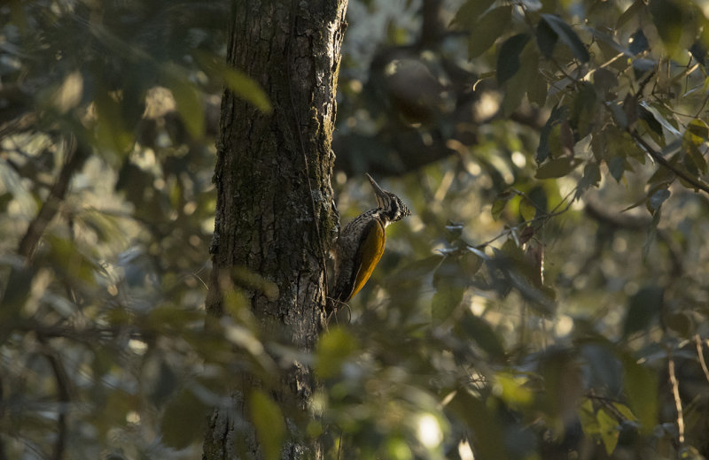 greater flameback, chrysocolaptes guttacristatus, strre sultanspett